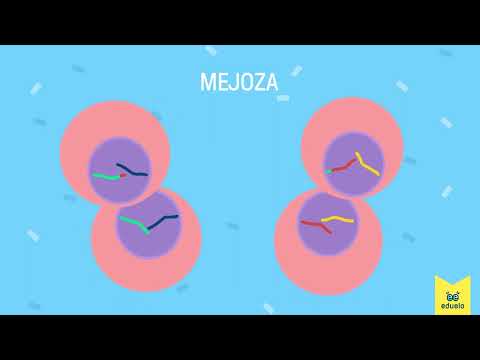 Mitoza i mejoza - Biologia, Klasa V - VIII - Eduelo
