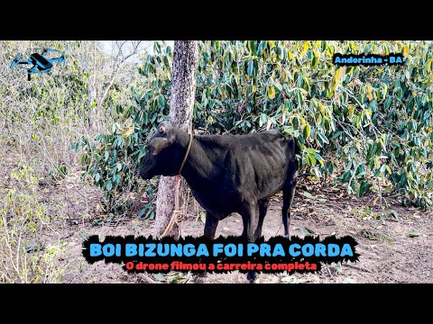 Pega de Boi no Mato da Fazenda Circo do Marco - Andorinha/BA