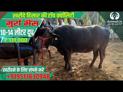 Black murrah buffalo