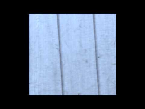 Fastest Arrow Fired from Shotgun