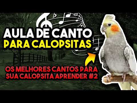 Melhores Cantos Para Ensinar Calopsita -  Deixe Sua Calopsita Cantando Muito #calopsitacantando