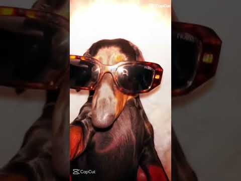 cat and dog 😎🐈🐕‍🦺