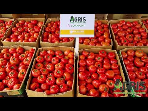 Loara F1 - Cultura de tomate roz în Matca, jud. Galați, fermier Boghean Mihai