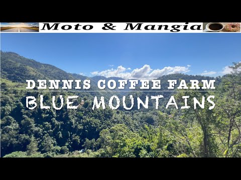 Jamaican Blue Mountain Coffee Farm Tour-  4000 ft above sea level!