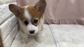 コーギーの動画01