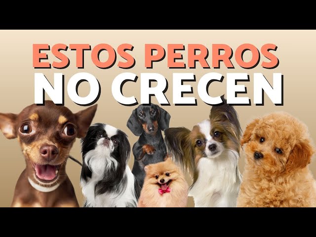 Vídeo relacionado con Aurora, 31295, Mini Flopsies Blackie Black Labrador Dog, 8 Pulgadas, Juguete Suave, 8 Pulgadas