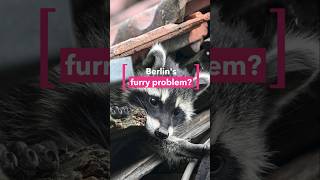 Raccoons from North America establish breeding populations in Berlin, overwhelming local wildlife management