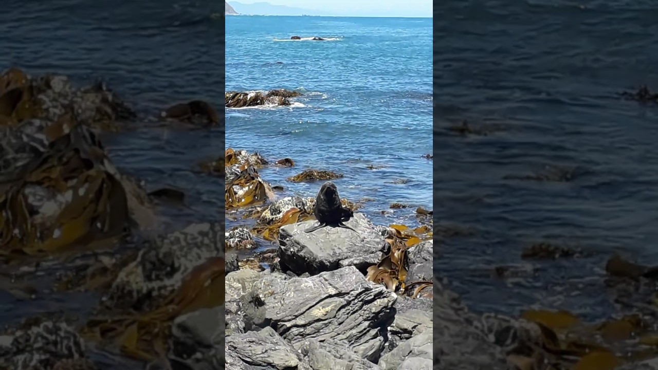 YouTube Short thumbnail