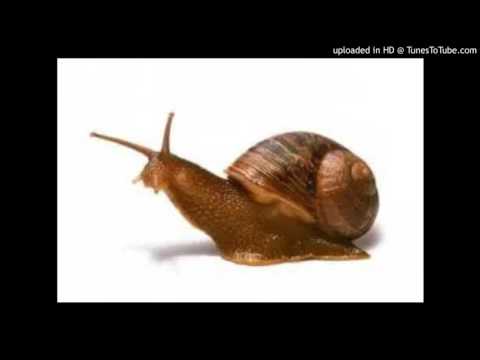 Today's Tango Is... Poco A Poco Despacito - Francisco Canaro 13-11-1942