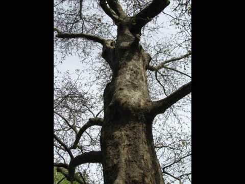salviamo la valle dei platani monumentali-Villa Borghese- Roma