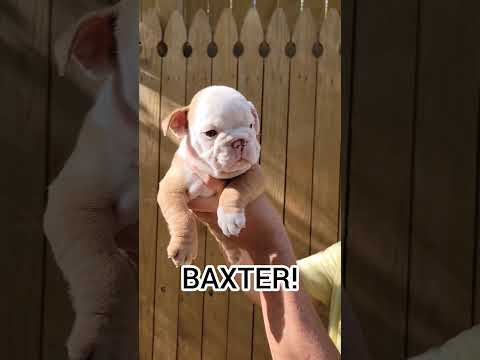 BAXTER the English Bulldog Puppy is going home soon!  #bulldog #bulldogpuppy #englishbulldog