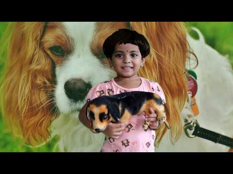Toy Talk Show about Dogs || Interesting Facts on Dogs