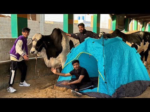 Living in a Cow Mandi for 24 Hours!🐄