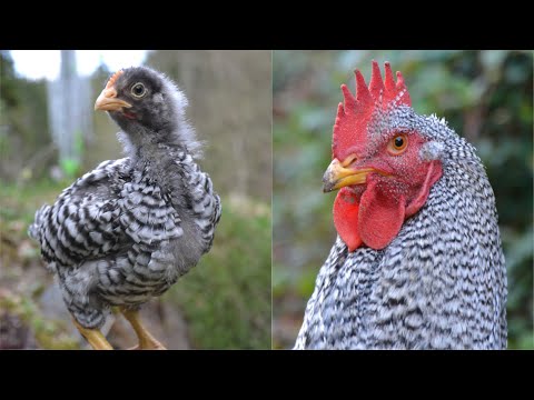 , title : 'From Amrock Chick to Adult Rooster | Timelapse Chicken Transformation'
