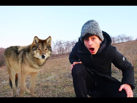 Ciobanul MINCINOS a fost PRINS de lup?/ POVESTE pentru copii