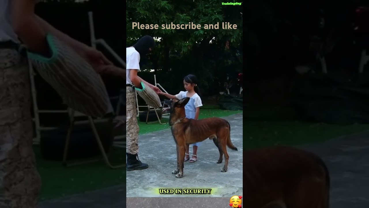 Beat trusted security K9. Best train. Dog lovers.#doglover #viralvideo #shorts