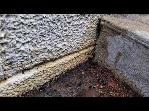Carpenter Ants Spill Out of Concrete in Manasquan, NJ