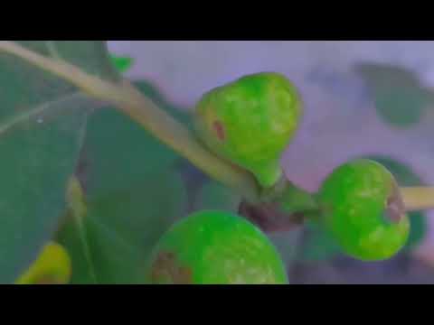 🌿నా టెర్రస్ తోట 🌸🍅 | Flowers & Fruits | Parthiv Sahithya Diaries