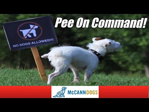 How To Teach Your Dog To Go Potty On Command - Professional Dog Training Tips