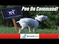 How To Teach Your Dog To Go Potty On Command Professional Dog Training Tips