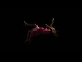 Runner Up Andi Official Music Video