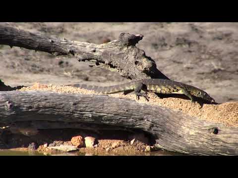 Djuma: Water Monitor Lizard and Terrapin - 15:50- 11/08/18