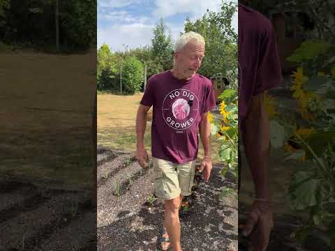 Essential No Dig Watering Strategies for Vegetables in Heat