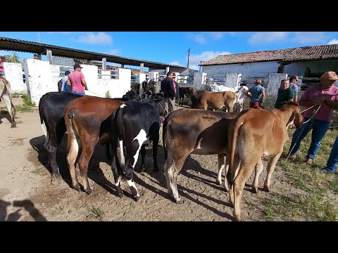 FEIRA DE ANIMAIS DE PUXINANÃ-PB 06/10/2025 