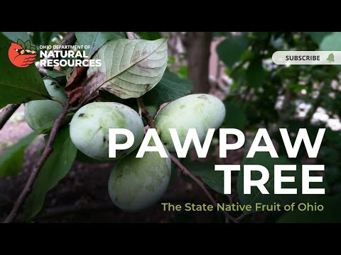 Pawpaw Tree: The State Native Fruit of Ohio