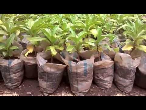 How to starify and nurse noni seedlings