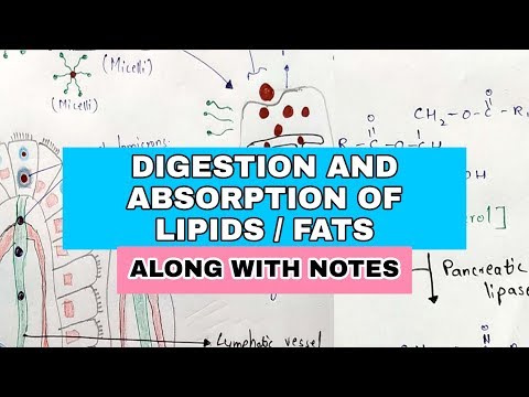 Typhoid fever Salmonella typhi Causes symptoms diagnosis treatment Bio science