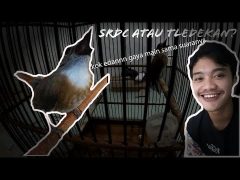 Sikatan Rimba Dada Coklat Bali Srdc Bali Raja Rimba Mp3 Indonetijen