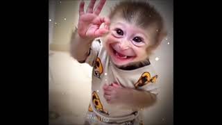 Download lagu https://vm.tiktok.com/ZNdkn1AbL/ mp3