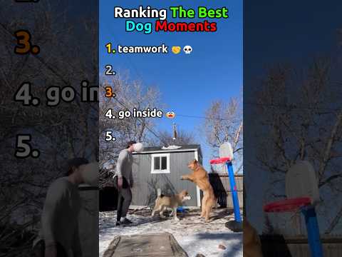 Ranking The BEST Dog Moments of ALL TIME 🔥
