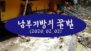겨울답지 않은 포근한 날씨에 신이 난 남부지방의 꿀벌