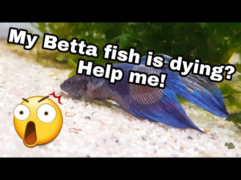 My Betta fish is dying?! Help me!
