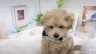 ハーフ犬の動画01