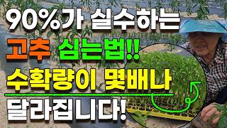 수확량을 몇배나 올리는 고추 심는법, 90%이상이 잘못심고있습니다
