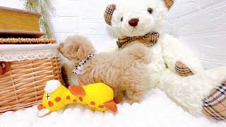 ハーフ犬の動画02