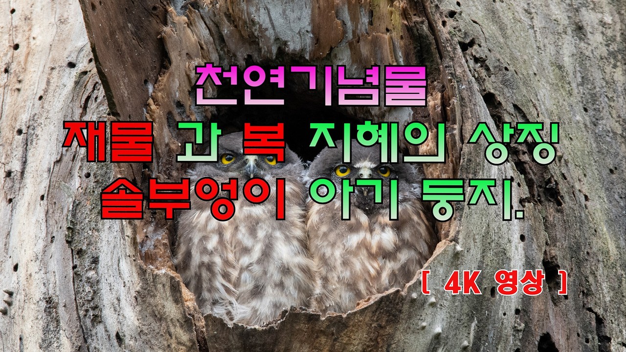 천연기념물 솔부엉이 영상 유튜브 썸네일
