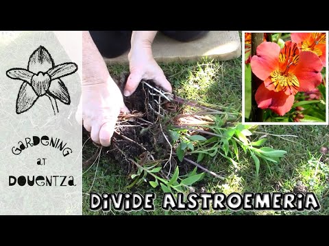 3 Tips for Dividing Alstroemeria, Peruvian Lilies || Quick & Easy Guide
