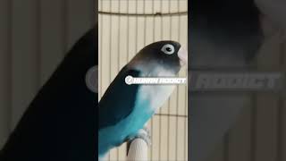 Download lagu Suara Lovebird Memanggil Lawan Lanjut Ngekek Ampuh Banget Memancing Labet Bahan mp3