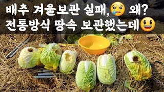 #배추