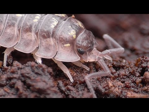 Isopoda. Asseln. Dohr, Eifel, Germany