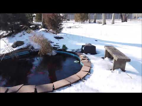 Mule in the snow 4x speed for Petey