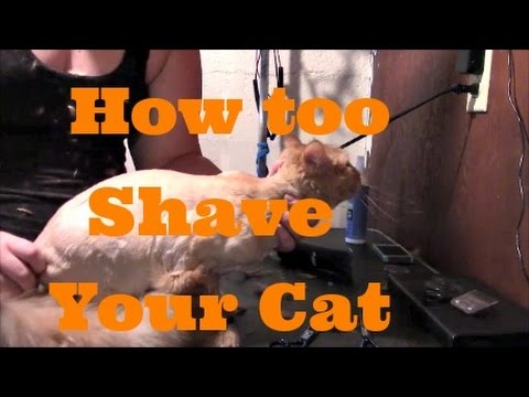How to shave your cat
