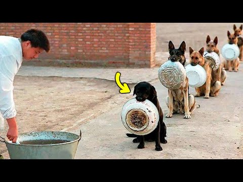 The Most Disciplined Dogs in the World/be a Pakistani