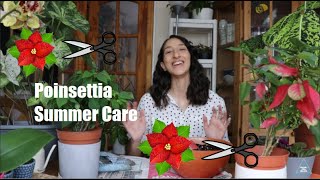 Poinsettia Summer Care
