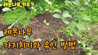 레몬키우기 퇴비포대에서 키운 레몬나무심기 가지치기 레몬나무 가지 유인방법
