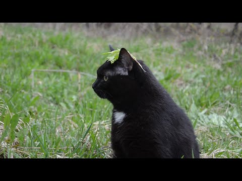 MARUV & SICKOTOY - "Call 911" Official Parody Video HD #5